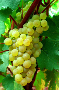 Chardonnay-Traube - Bourgogne-Weine