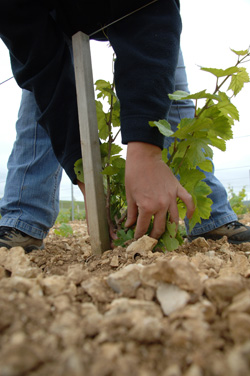 Boden des Weinbergs von Chablis
