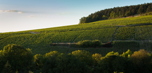 Die Chablis-Appellationen - Chablis Grand Cru Blanchot