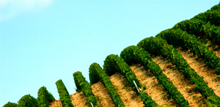 Die Chablis-Appellationen - Chablis Grand Cru Bougros