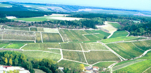 Die Chablis-Appellationen - Chablis Grand Cru Grenouilles