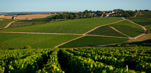 Die Chablis-Appellationen - Chablis Premier Cru Les Beauregards
