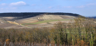 Die Chablis-Appellationen - Chablis Premier Cru Beauroy