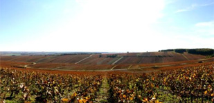 Die Chablis-Appellationen - Chablis Premier Cru Beugnons