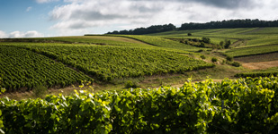Die Chablis-Appellationen - Chablis Premier Cru Vaucoupin