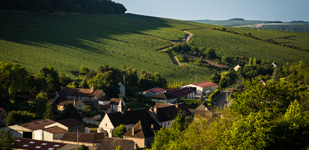 Die Chablis-Appellationen - Chablis Premier Cru Côte de Bréchain