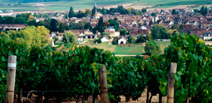 Die Chablis-Appellationen - Chablis Premier Cru Les Epinottes