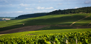 Die Chablis-Appellationen - Chablis Premier Cru Mont de Milieu