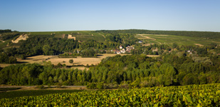 Die Chablis-Appellationen - Chablis Premier Cru L’Homme Mort