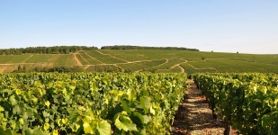 Die Chablis-Appellationen - Chablis Premier Cru Butteaux