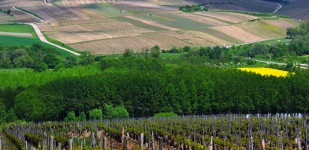 Die Chablis-Appellationen - Chablis Grand Cru Preuses