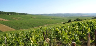 Die Chablis-Appellationen - Chablis Premier Cru Vaillons