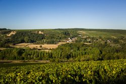 Sonnige Weinwanderwege im Weinberg von Chablis in der Bourgogne