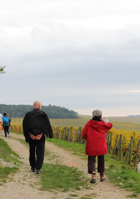 Sonnige Weinwanderwege im Weinberg von Chablis in der Bourgogne