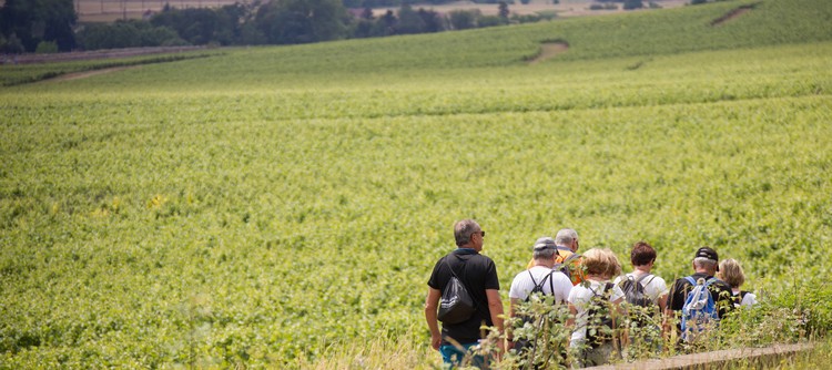 Weinbergsführungen im Chablis in der Bourgogne