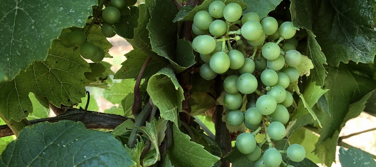Von Ende Mai bis Juli ist die Arbeit im Weinberg besonders wichtig