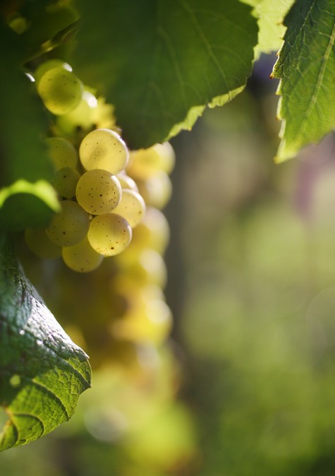 Chardonnay-Traube - Bourgogne-Weine