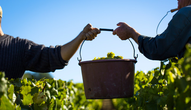 Manual harvests in Chablis – Bourgogne
                