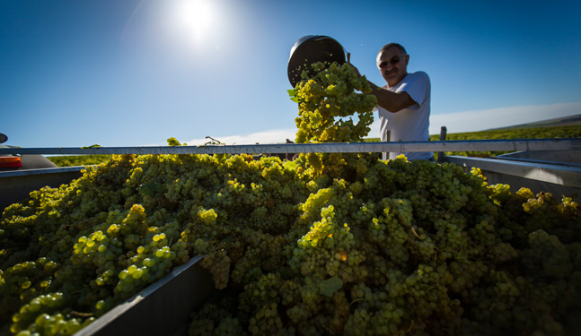 Manuelle Ernte im Chablis