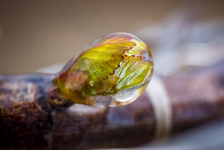 Chablis, a unique climate 