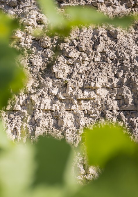 Boden des Weinbergs von Chablis