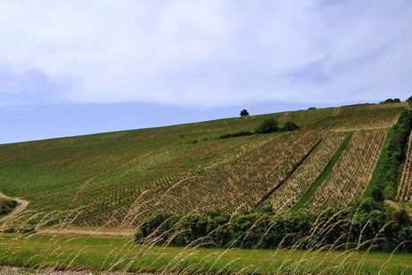 Côte de Jouan ist ein Haupt-Climat am linken Ufer