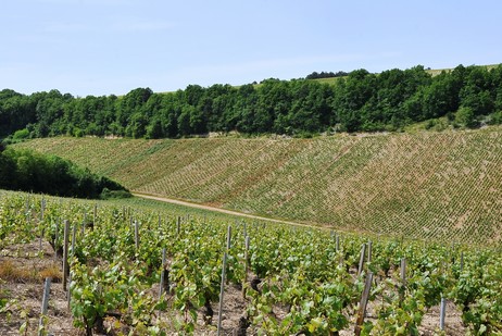 Chaume de Talvat ist ein Haupt-Climat am linken Ufer