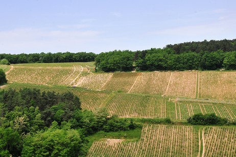 Beugnons ist ein Climat am linken Ufer