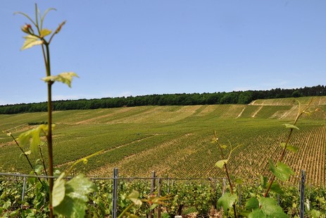 Roncières ist ein Climat am linken Ufer