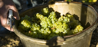 Chardonnay