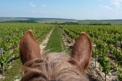 AUSRITTE MIT DEM PFERD