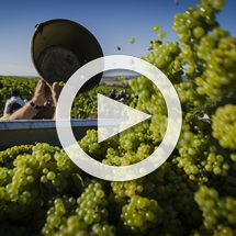 Videos - Chablis