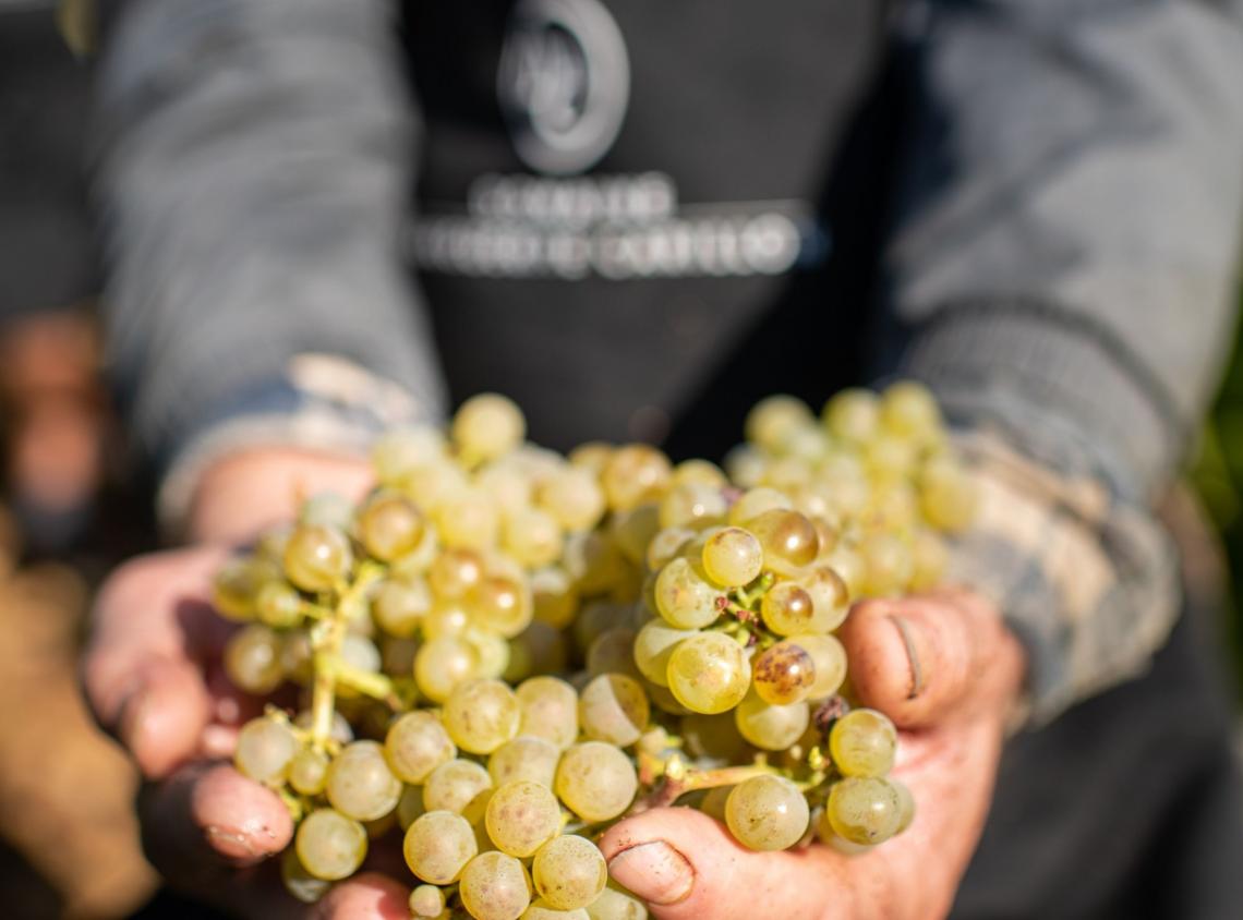 Domaine carillon retaille Domaine Carillon ©Michel Joly-27 retaille Domaine carillon corton vendanges retaille