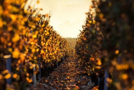 Herbst in den Weinbergen