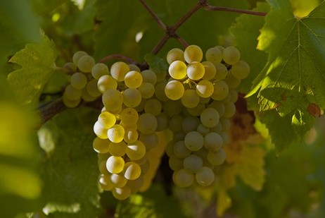 2020 in Chablis: ein früher und klassischer Jahrgang